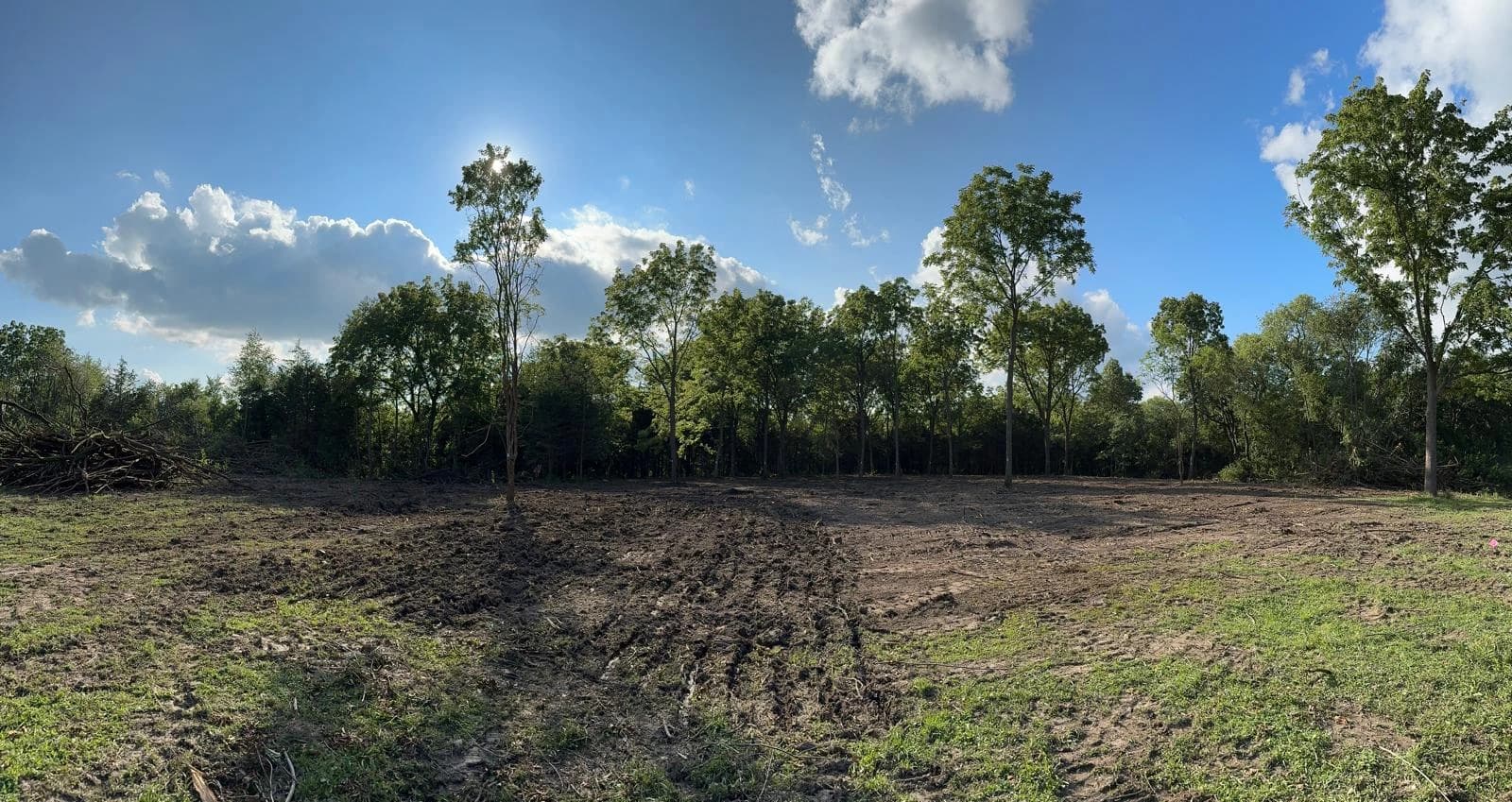 A pasture overgrown with trees and shrubs, slowly turning into a forest